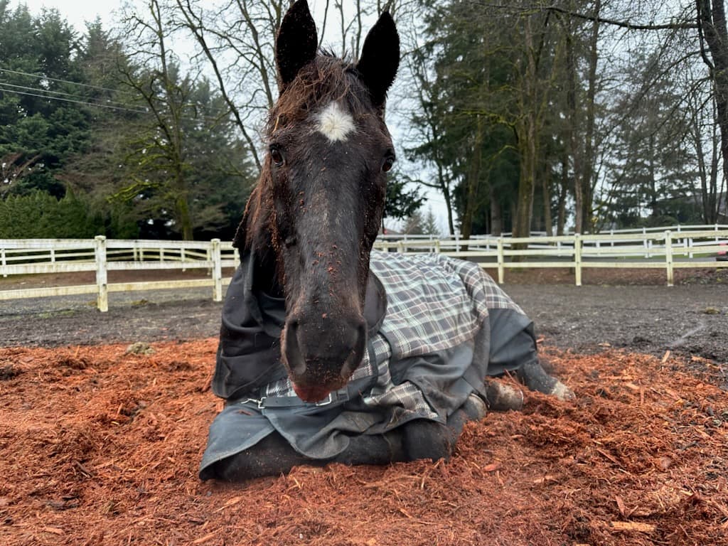 Musculoskeletal Ultrasound for Equine Practitioners