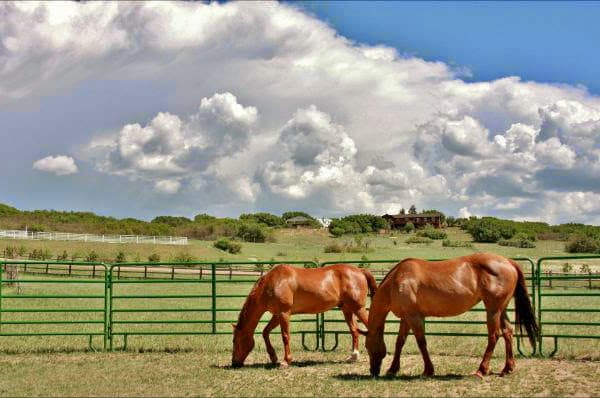 Beyond Horse Massage Weekend Course