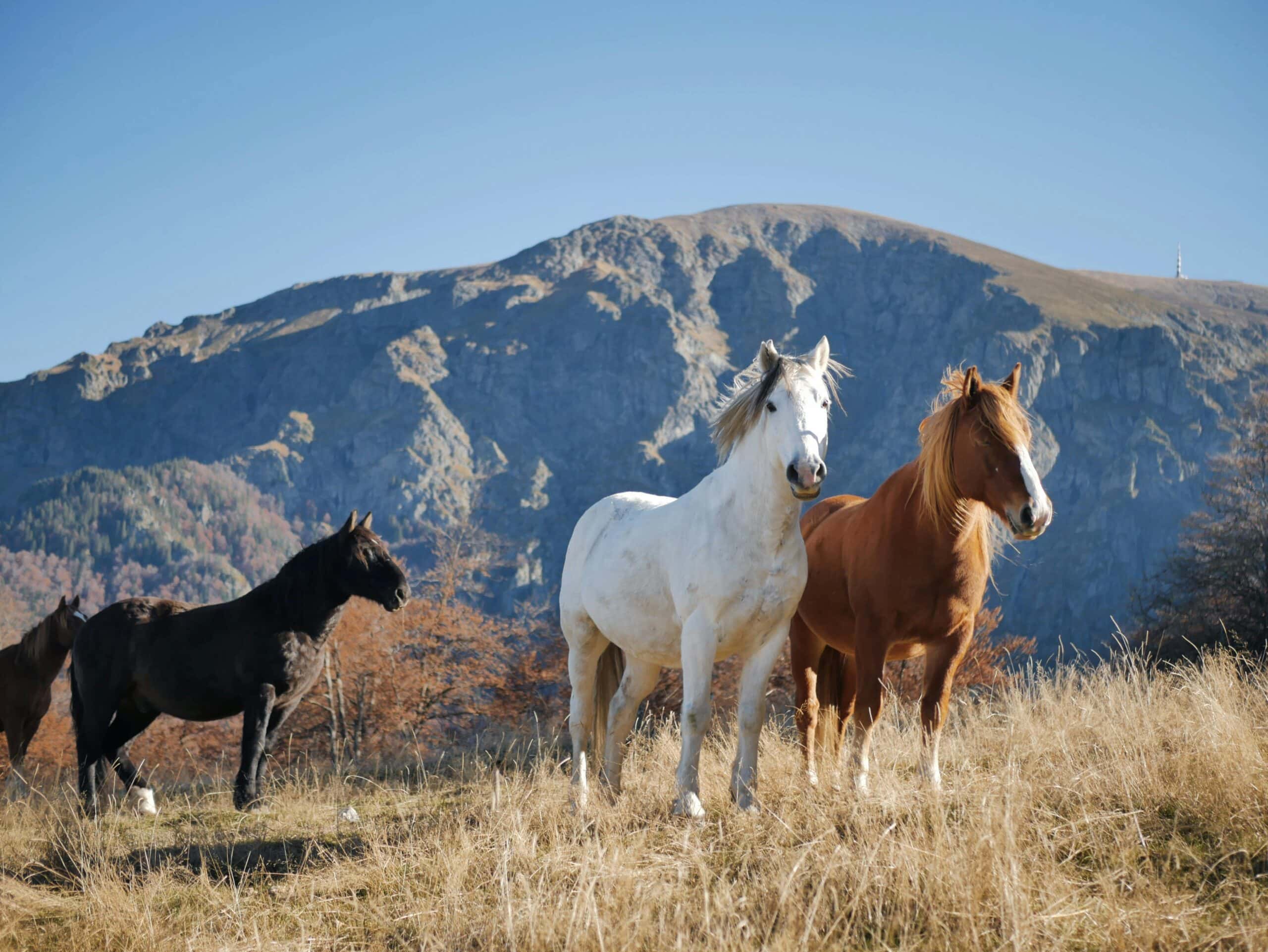 Homes for Horses Coalition Conference
