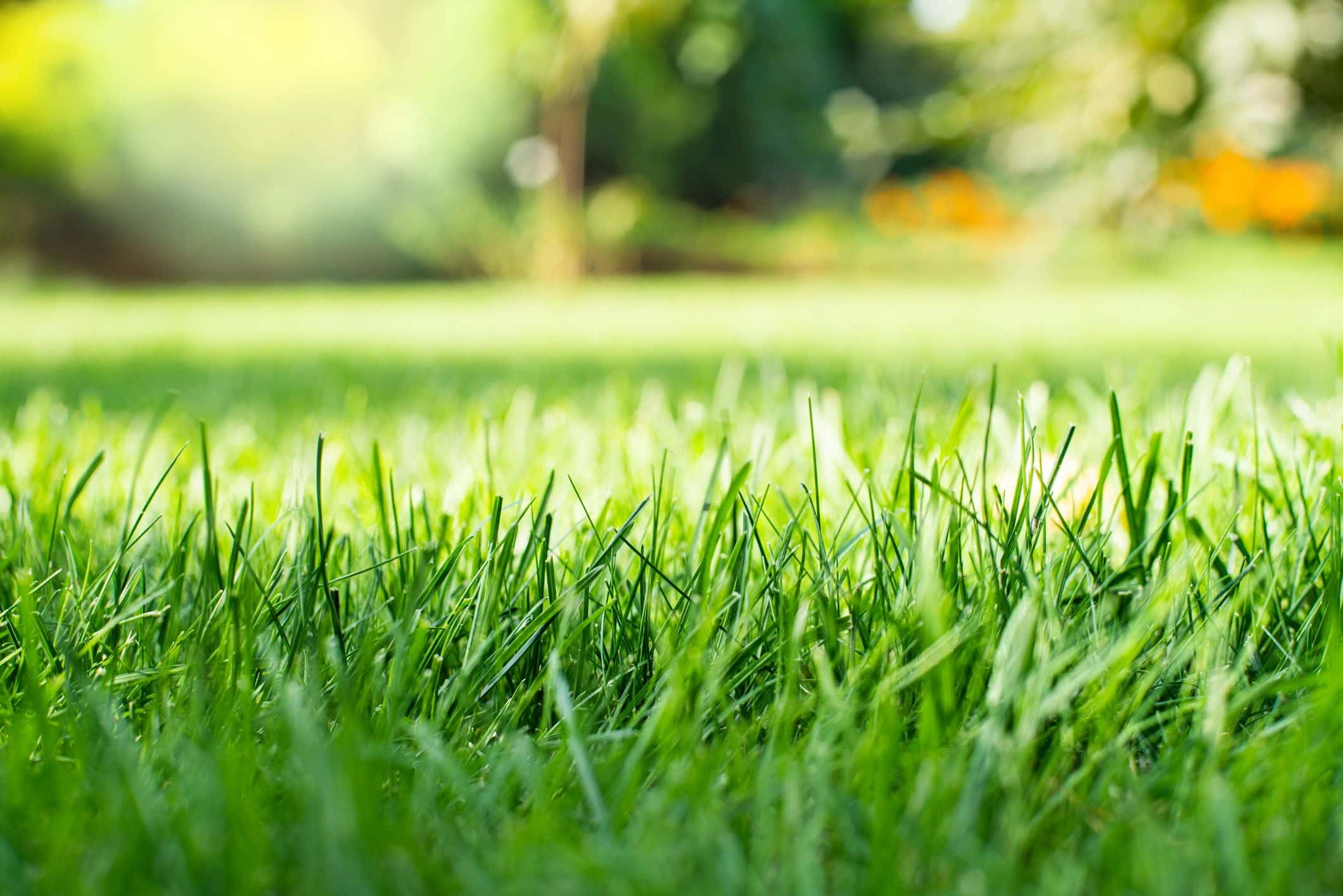 Deep South Turf Expo
