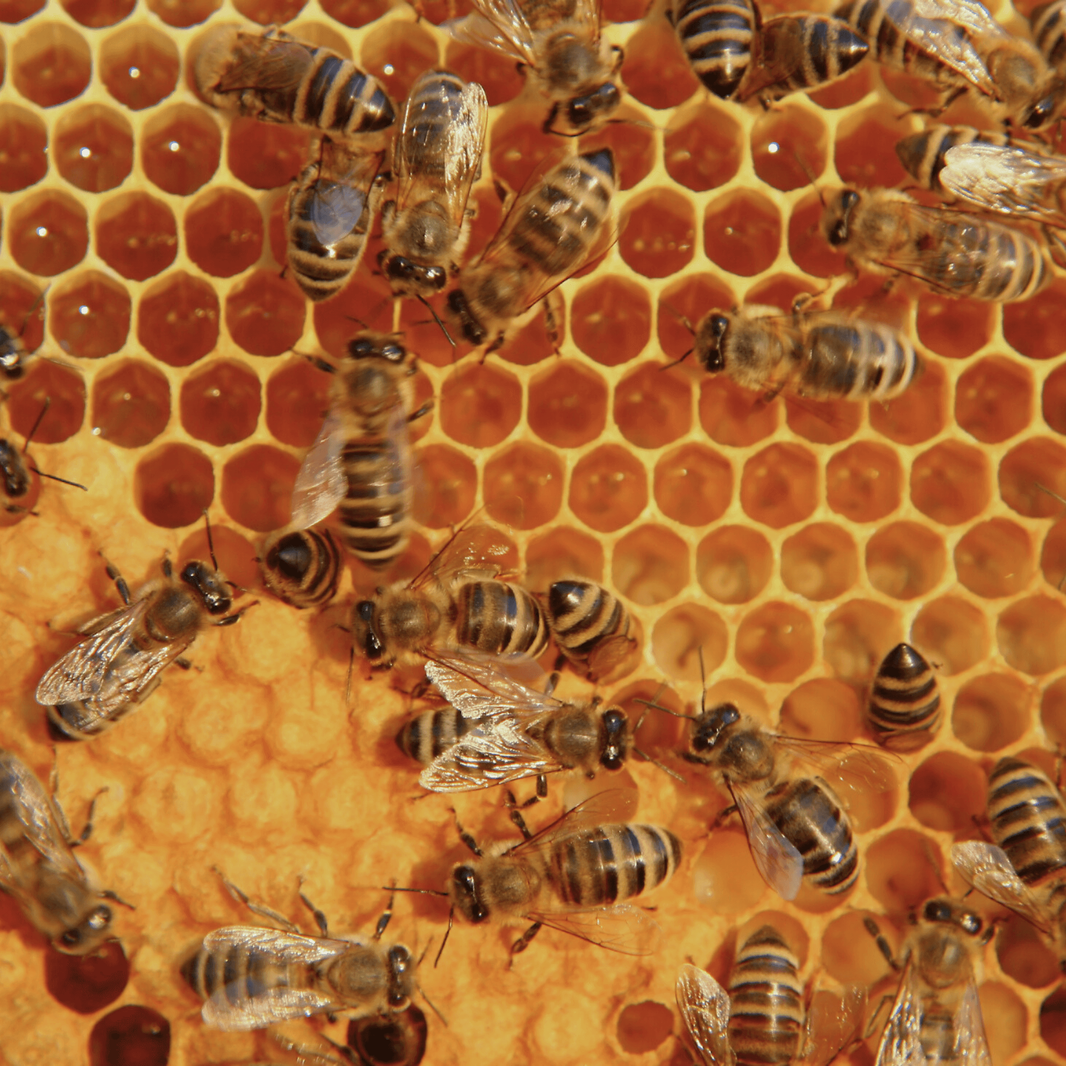 From Hive to Honey: A Honey Collecting Experience