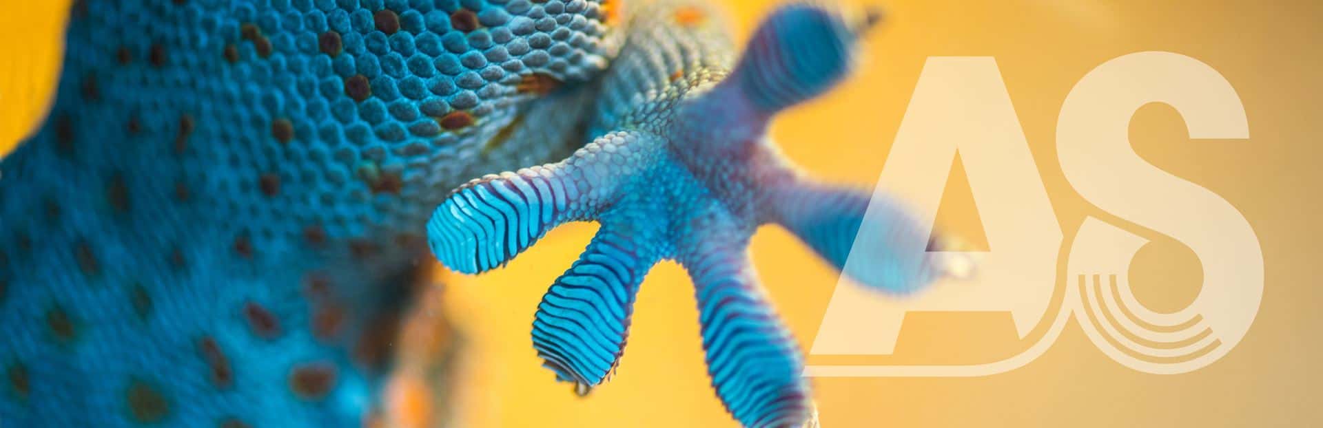 Adhesion Society Annual Meeting & Exhibition