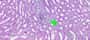 Society of Toxicologic Pathology Symposium