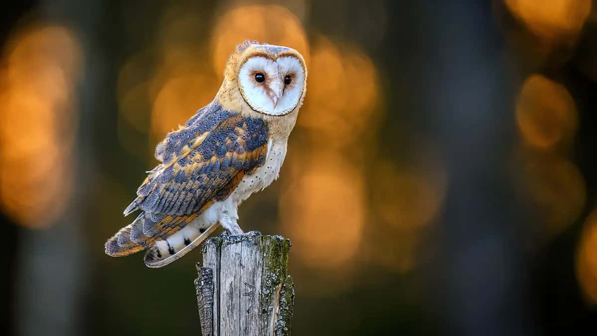 Wildlife Societys Annual Conference