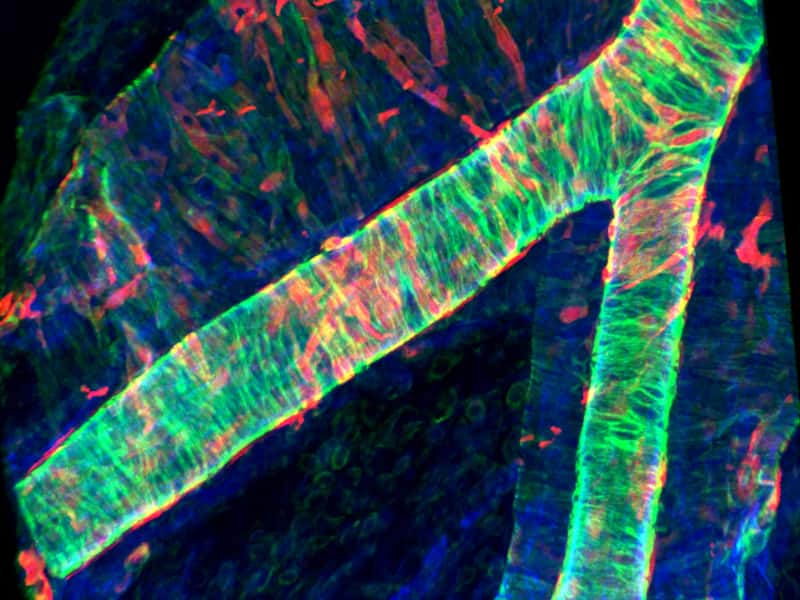 Vascular Cell Biology (GRS)