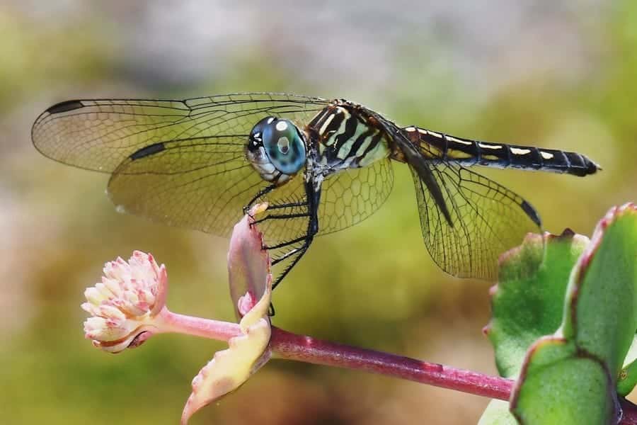 Gardening with Insects: Biocontrol with Predatory Insects