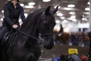 Equine Affaire West Springfield