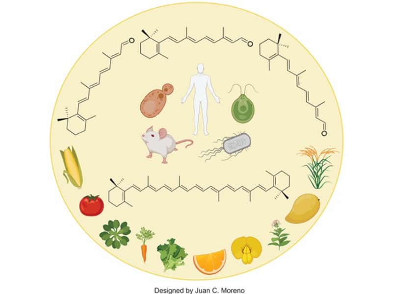 Carotenoids (GRS)