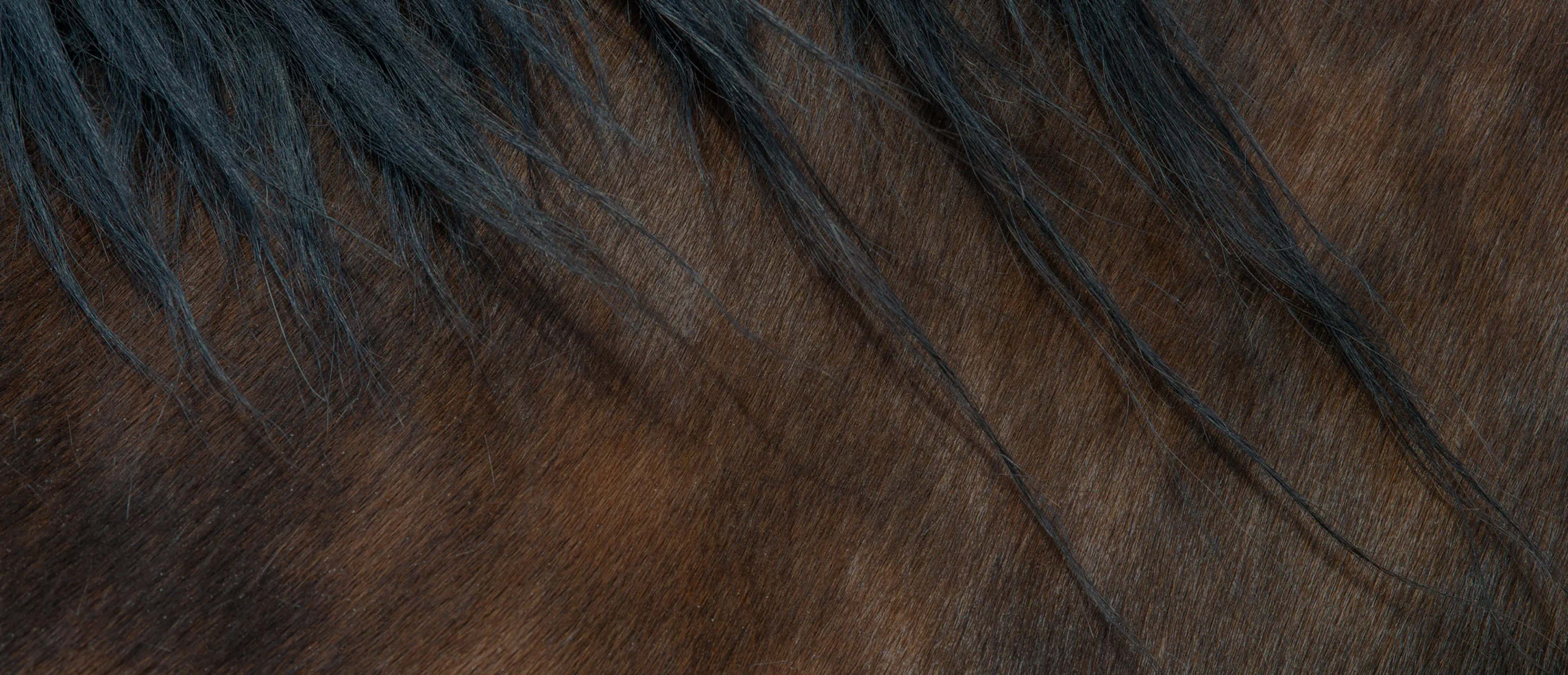 PA Harness Horse Sale