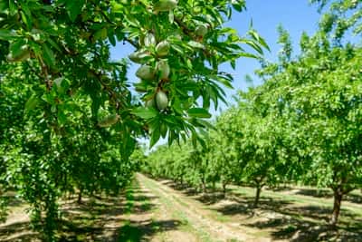 Biocontrol Summit