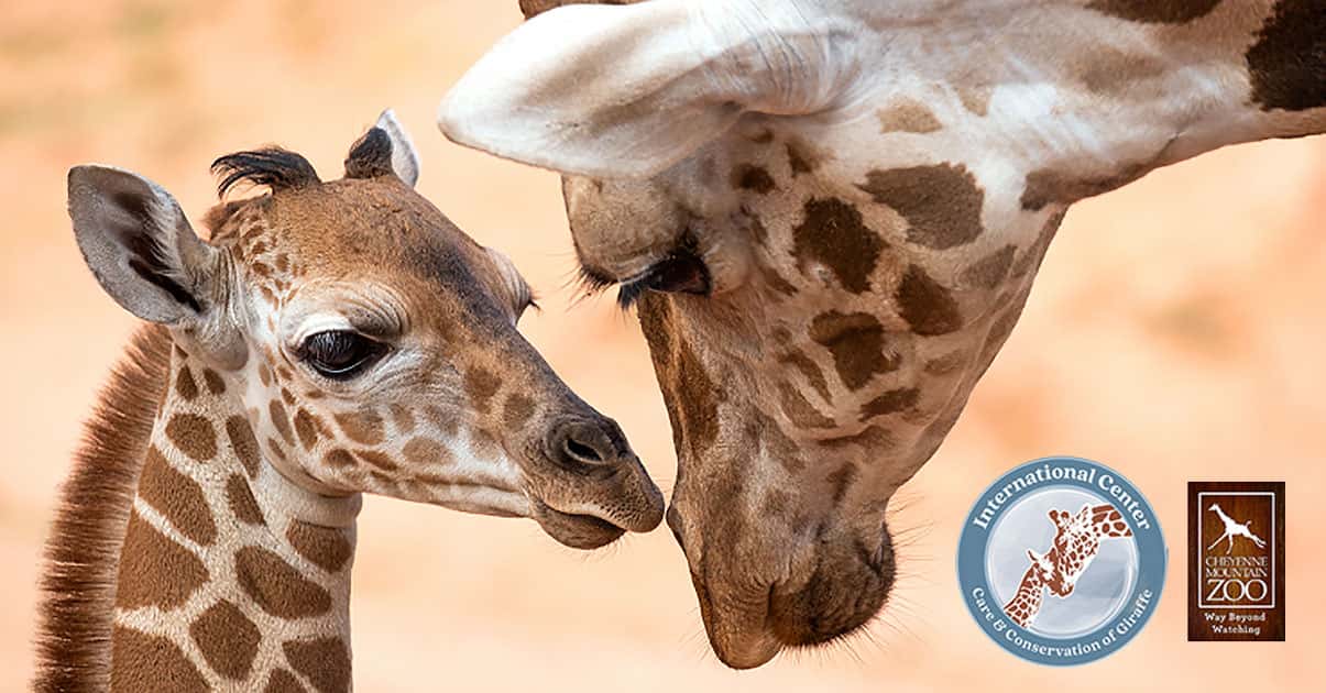 Giraffe & Okapi Conference