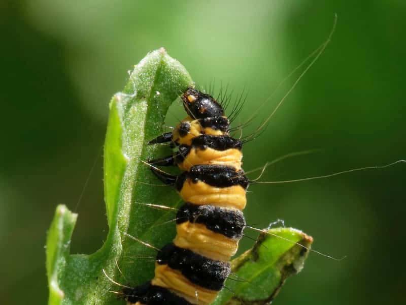 Plant-Herbivore Interaction (GRS)