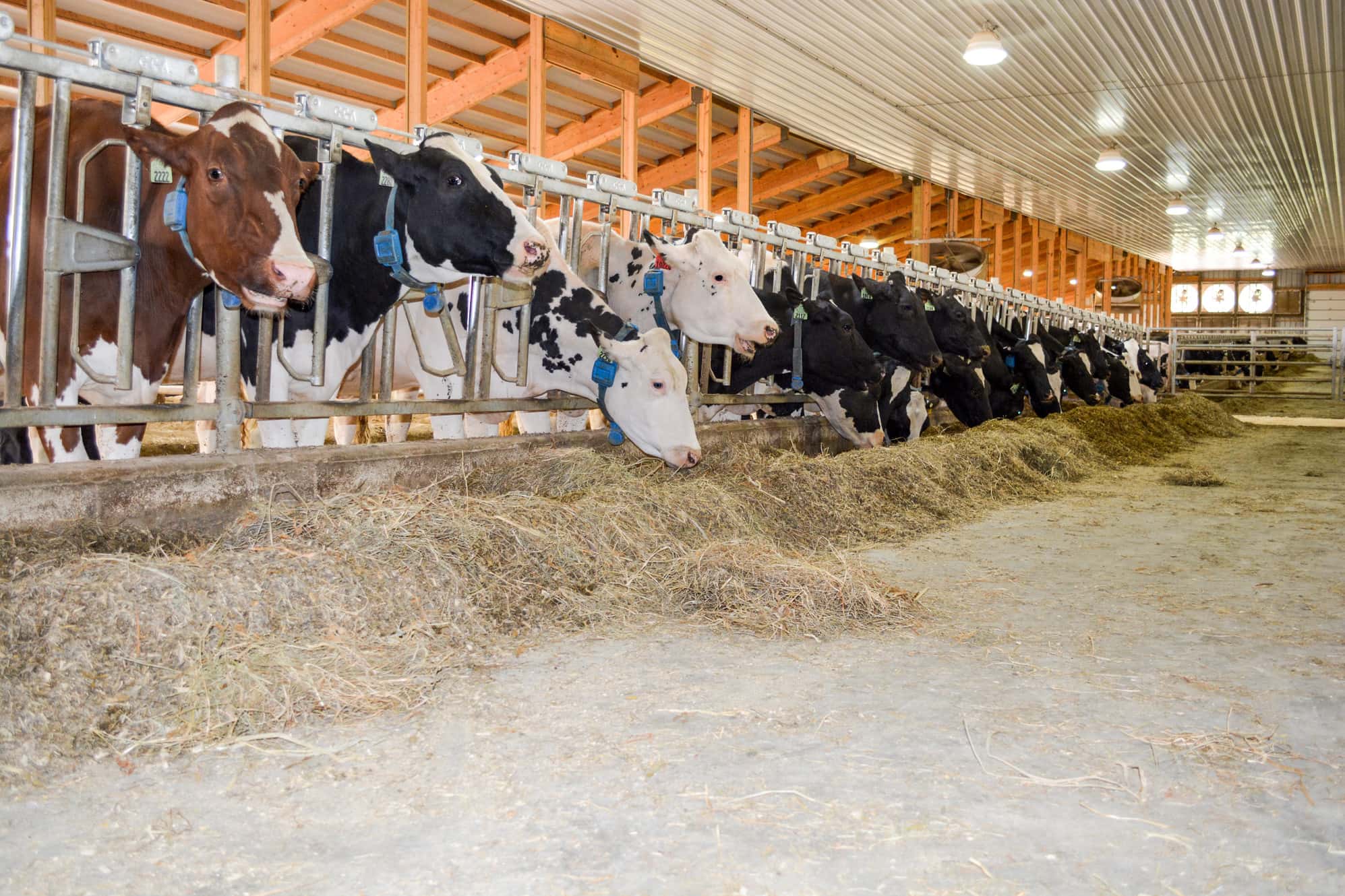 Wisconsin Dairy Showcase (Midwest National Spring Shows)