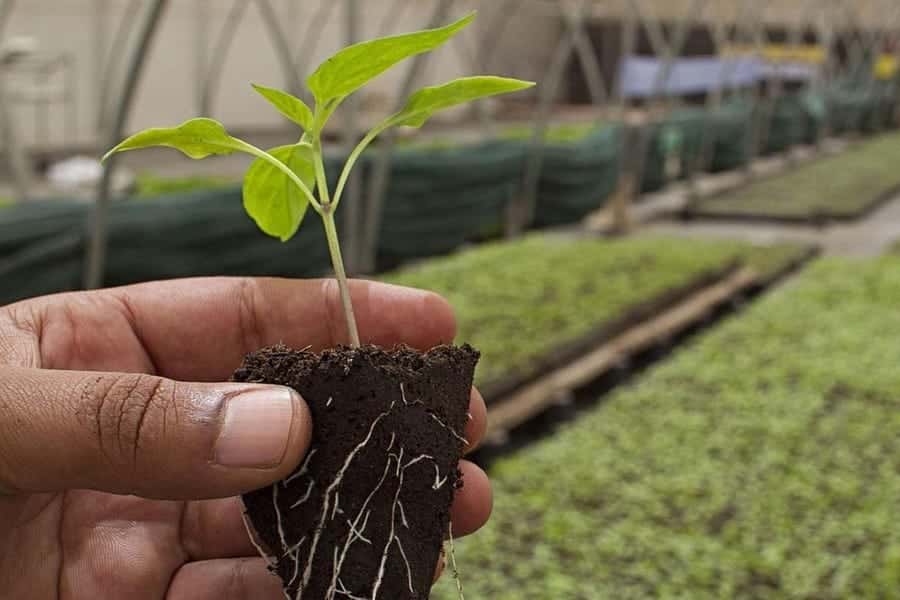 Mid-Atlantic Organic and Sustainable Agricultural Exchange