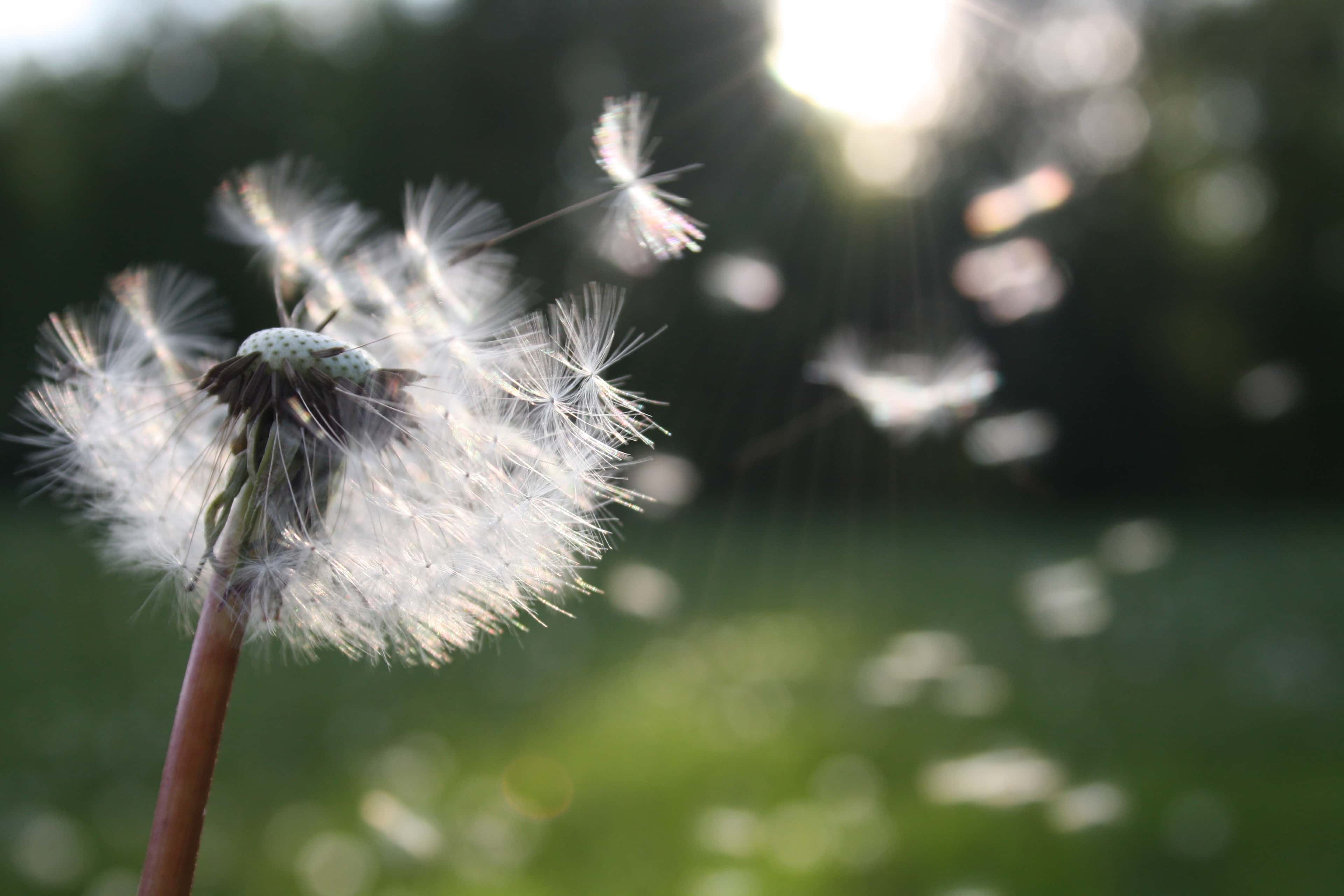 Southeastern Allergy, Asthma & Immunology Society Annual Conference