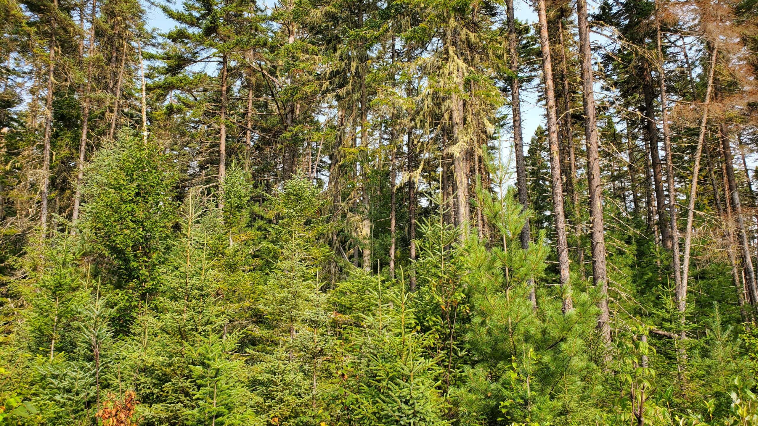 IUFRO 1.05 & 1.09 Conference