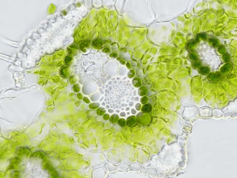 Chloroplast Biotechnology (GRS)
