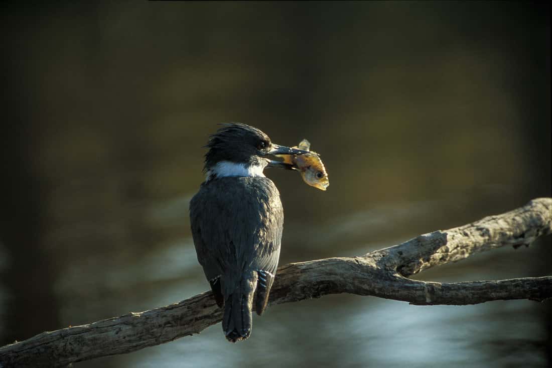 Midwest Fish & Wildlife Conference